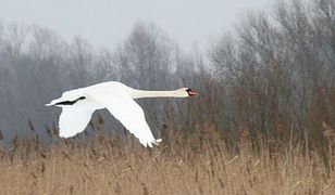 Czwarty przypadek ptasiej grypy w Toruniu