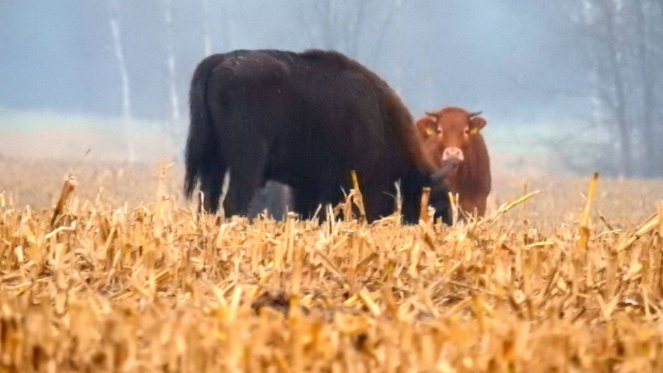 Krowa i żubr.
