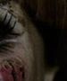 ''Annabelle'': Amerykański horror wycofany z francuskich kin. Agresja wśród nastolatków