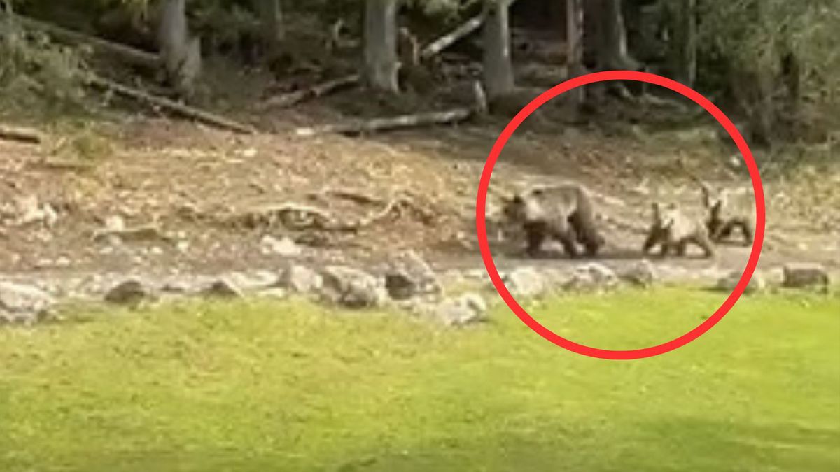 Szarża niedźwiedzi w Tatrach