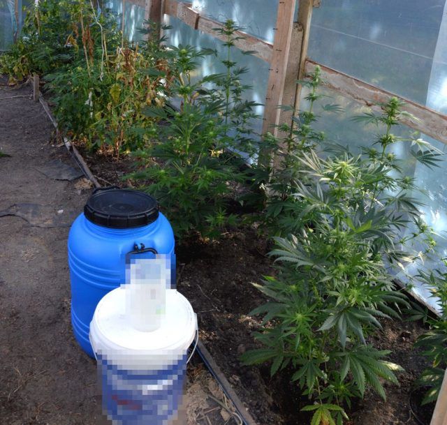 Zlikwidowana uprawa konopi. Mężczyzna w areszcie (zdjęcia)