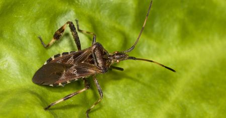 Wtyk amerykański. Szkodnik zza oceanu atakuje. Wchodzi do domów