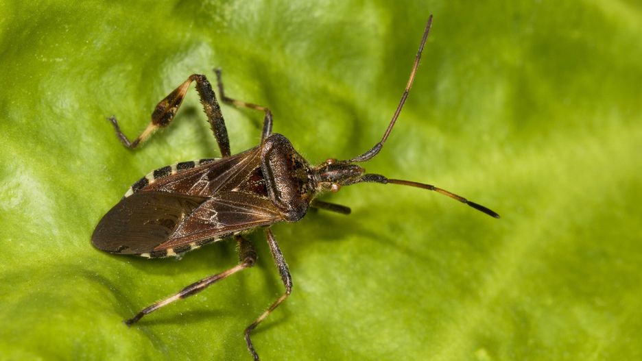 Wtyk amerykański. Czy jest niebezpieczny?