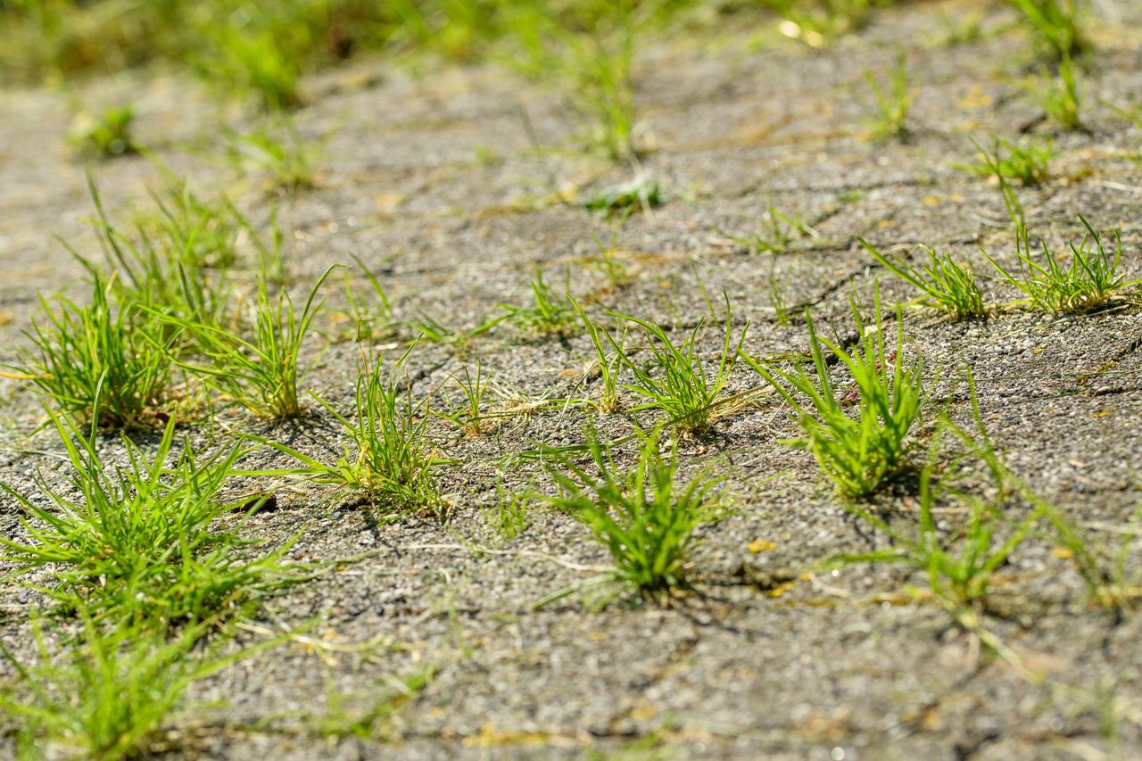 Chwasty na tarasie? Wystarczą 3 składniki i znikną bez śladu