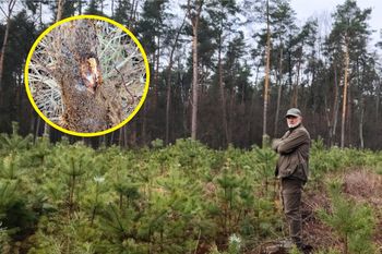 Podstępna choroba. Leśnicy pokazali zdjęcia