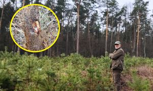 Podstępna choroba. Leśnicy pokazali zdjęcia