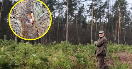 Podstępna choroba. Leśnicy pokazali zdjęcia