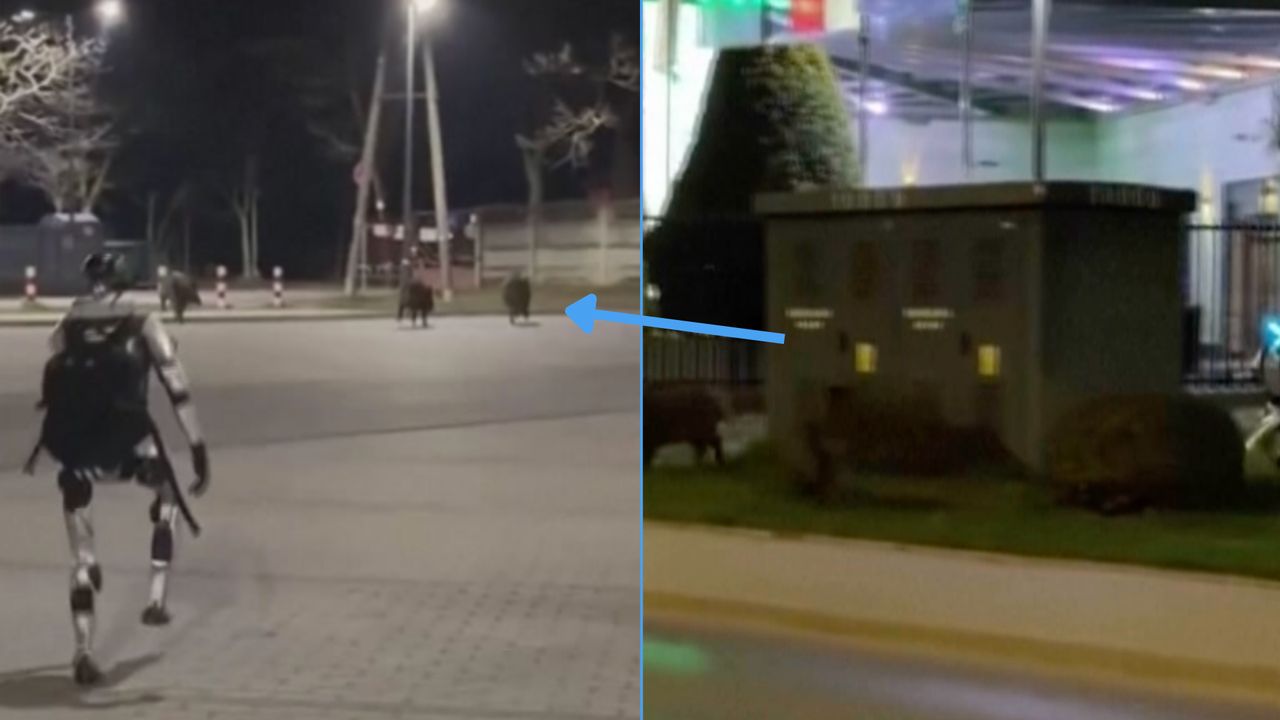 Nagranie z Warszawy obiegło świat. Robot gonił dziki po centrum