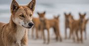 Tragiczna śmierć 19-latki na K’gari. Ciało Kanadyjki otoczone stadem dingo na słynnej plaży