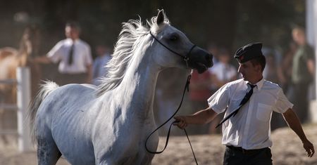 Śledztwo w sprawie stadniny ponownie przedłużone. Braki formalne lub gra na czas
