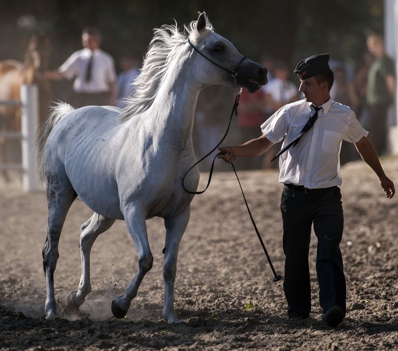 Co dalej z ze słynną aukcją koni arabskich "Pride of Poland"?