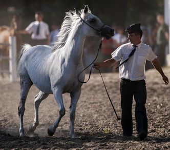 233 tys. euro za konie w Janowie Podlaskim. Do rekordowych wyników bardzo daleko