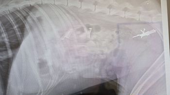 Gwoździe w pokarmie? Wstrząsające znalezisko w żołądku psa w Nowym Tomyślu