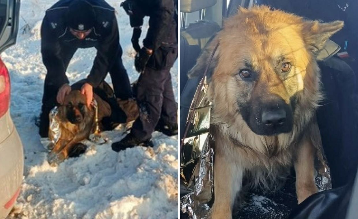 wiadomości,aktualności,WP Wiadomości Pies przymarzł do pobocza drogi. Uratowali go policjanci