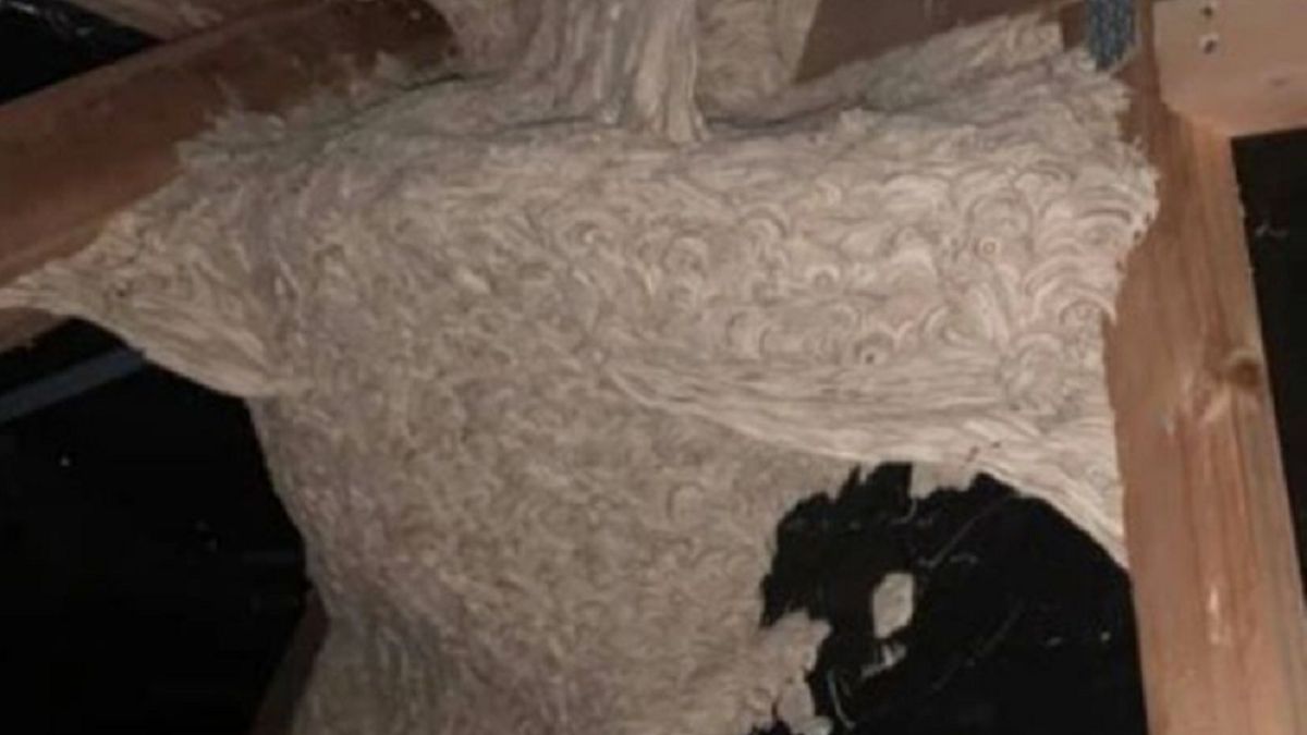 Kobieta znalazła gniazdo na strychu. 