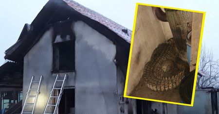 Strażacy przeżyli chwile grozy. Spotkali prawdziwą bestię