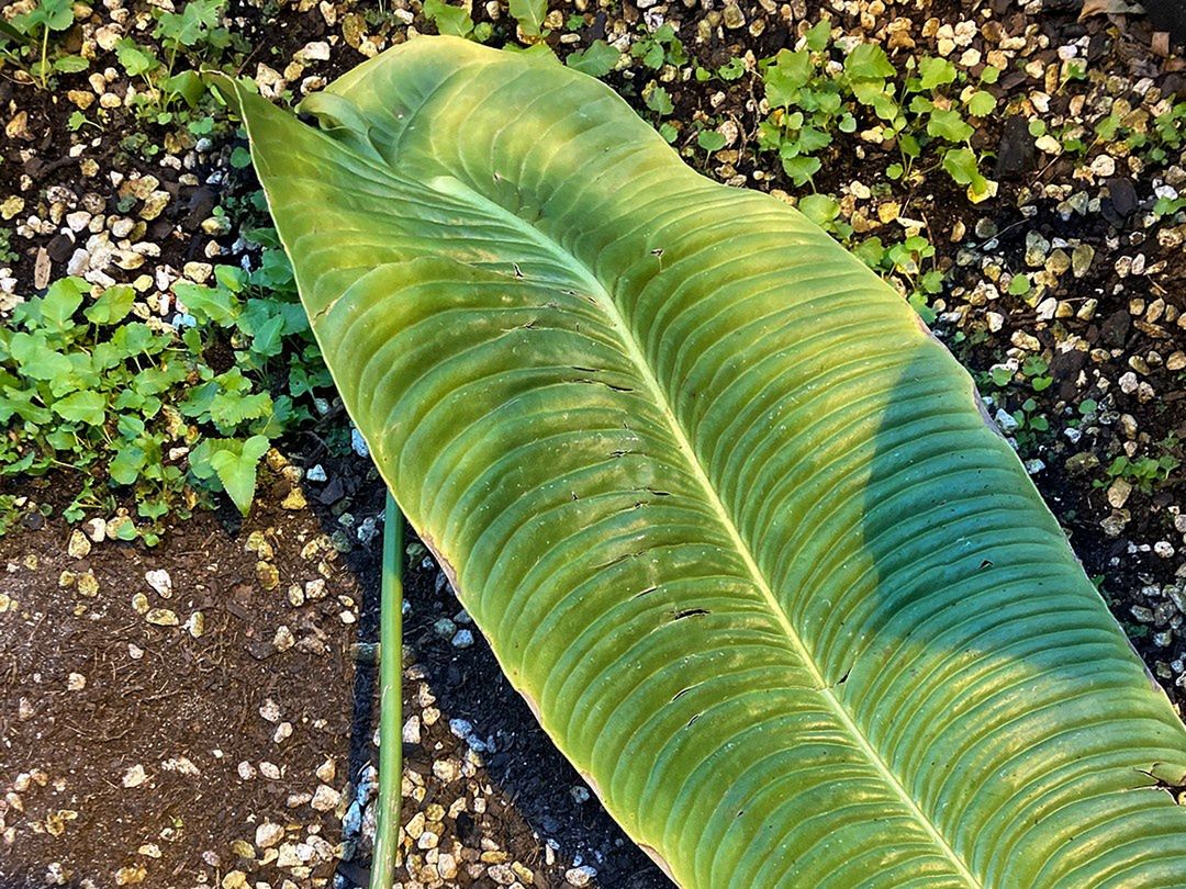 Rzadka roślina ukradziona z ogrodu botanicznego. Sprawę zgłoszono policji