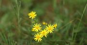 Rosną w lesie i na łące. Uważaj na te żółte kwiatki. Są groźniejsze niż barszcz Sosnowskiego