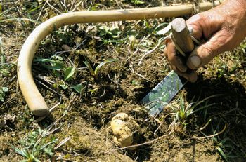 Białe trufle w Słowenii. Ceny rekordowe - nawet 5 tys. euro za kg