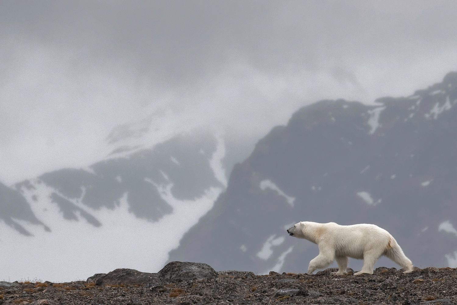Poruszające zdjęcia niedźwiedzia polarnego próbującego zjeść plastikową torbę 4