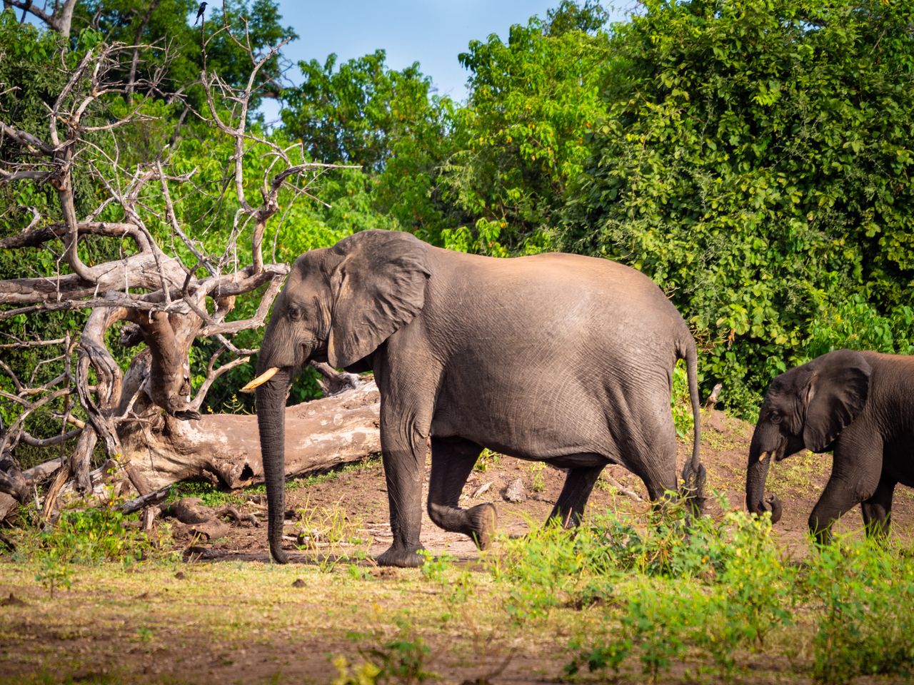 Elephants pose a problem for many African villages. The animal population is in some places so large that it destroys crops and demolishes villages.
