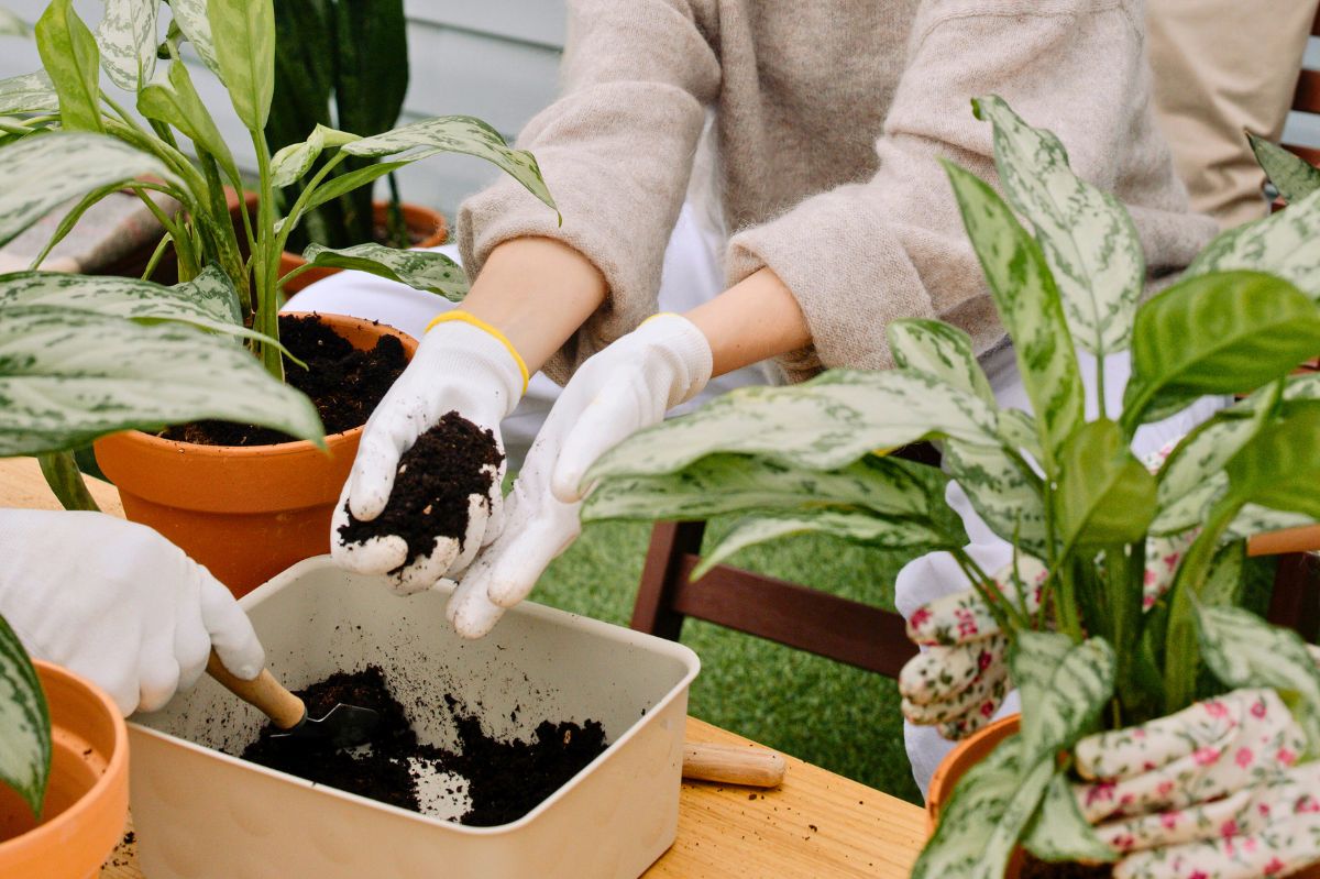 I reuse old soil for plants.