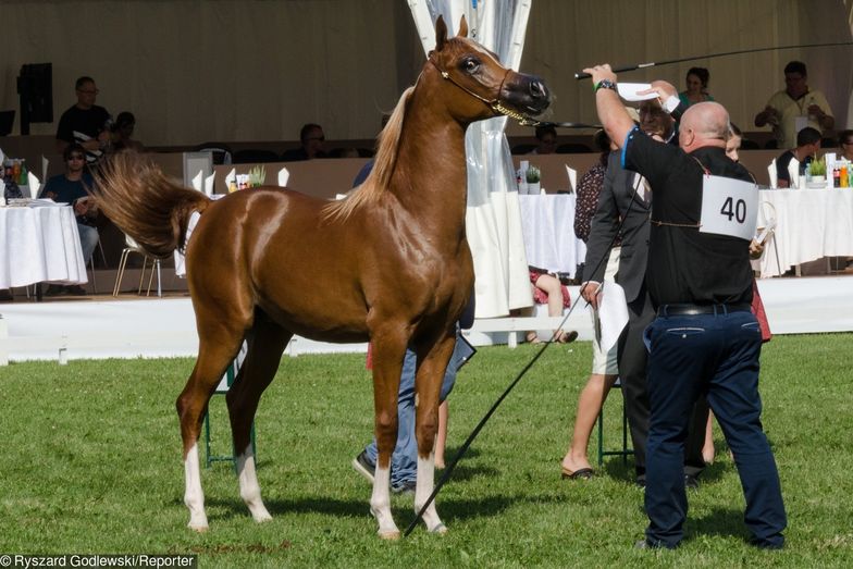 Ekspertka gorzko o aukcji koni arabskich: "Traci ten pride"
