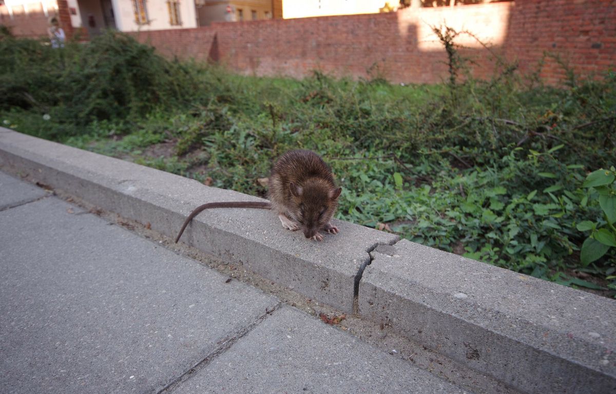 Częstochowa. Szczury to problem miasta