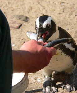 Dziś Światowy Dzień Pingwinów. Warszawskie zoo prezentuje swoich lokatorów