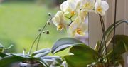 Jak pielęgnować storczyki? Pamiętaj o tych zasadach