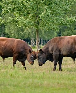 Stado byków na wolności. Od tygodnia próbują je wyłapać