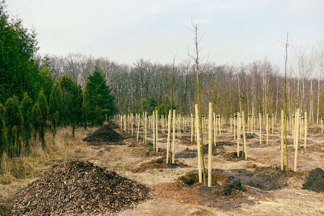 Poznań: W Krzyżownikach rośnie zielone serce miasta