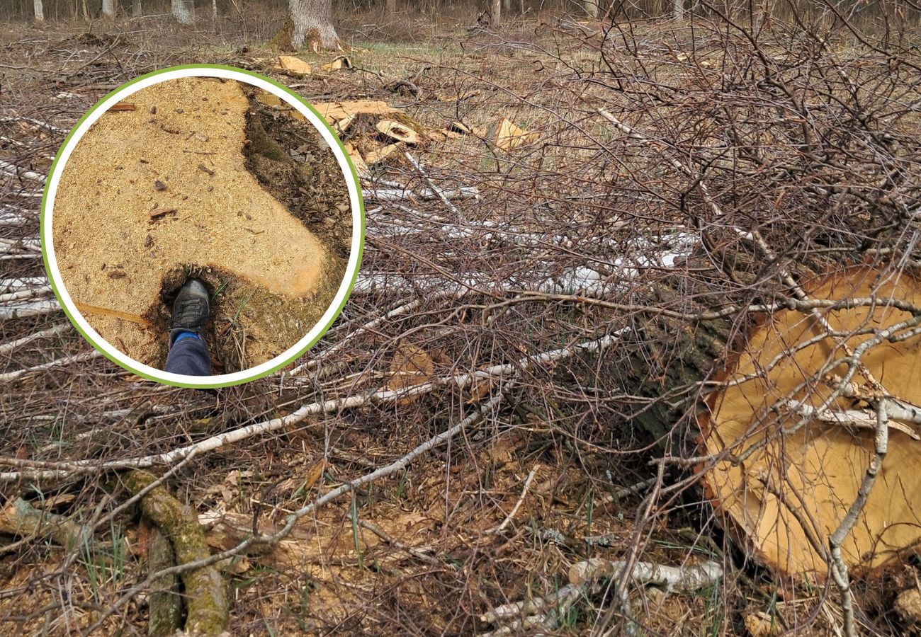 Przyrodnicy alarmują. "Mamy do czynienia z niszczeniem cennych lasów"