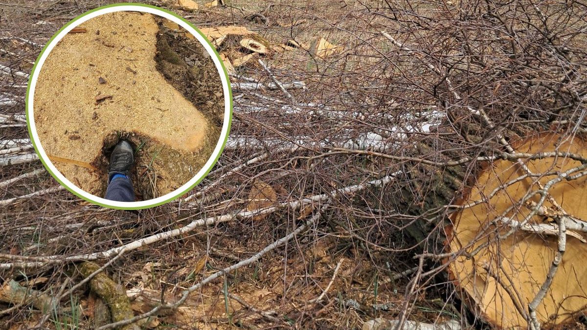 Pod topór poszły 180-letnie drzewa. Leśnicy złamali wytyczne min