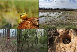 Wrocław. Obwodnica na Sołtysowicach zagrozi naturze. Ekolodzy stają w obronie gągoła i kumaka