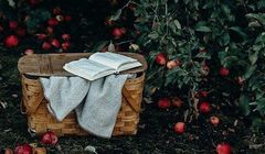 Vizeum obsługuje mediowo firmę Bracia Sadownicy