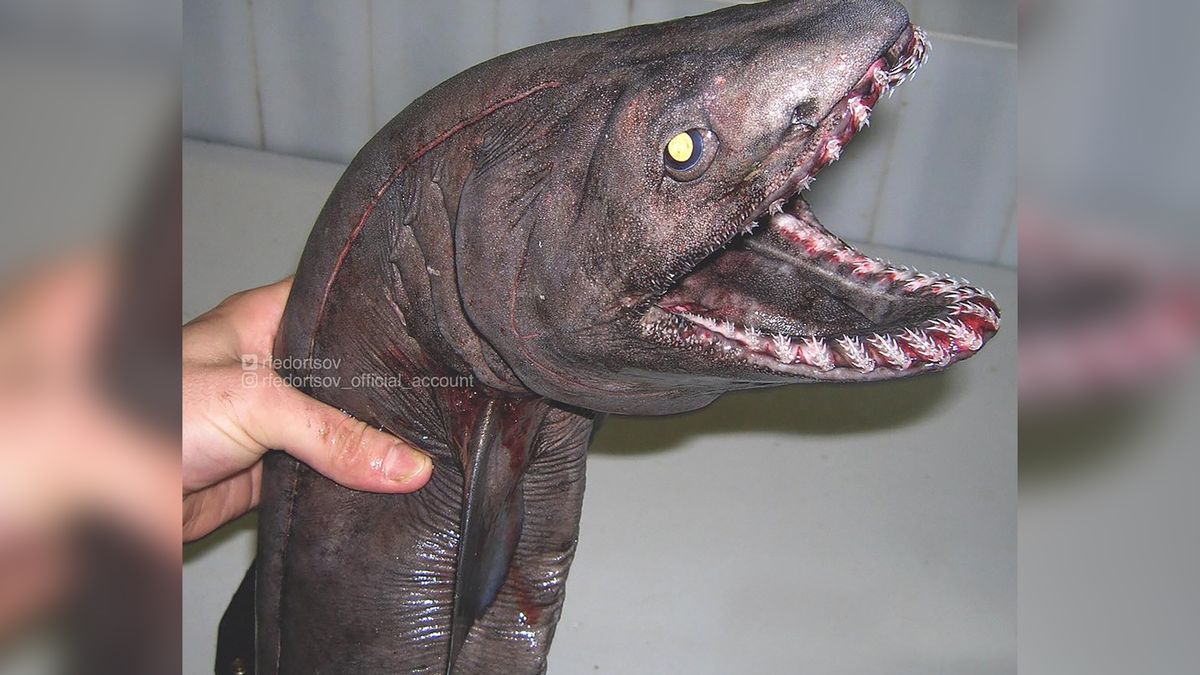 Rosyjski rybak znowu w akcji. Pokazuje, jakie potwory wyłowił z morza 1