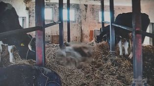 Horror w oborze: Martwe krowy, głodzone bydło. Właściciel zwierząt zatrzymany