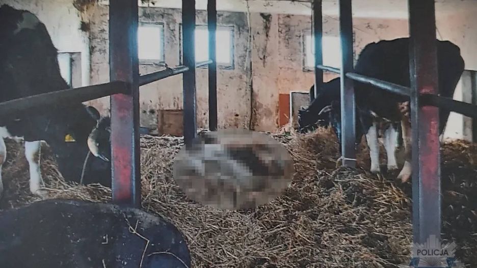Horror w oborze: Martwe krowy, głodzone bydło