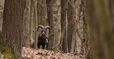 Internauci oszaleli na punkcie tego zwierzęcia. Film pokazujący je w galopie ma ponad milion wyświetleń