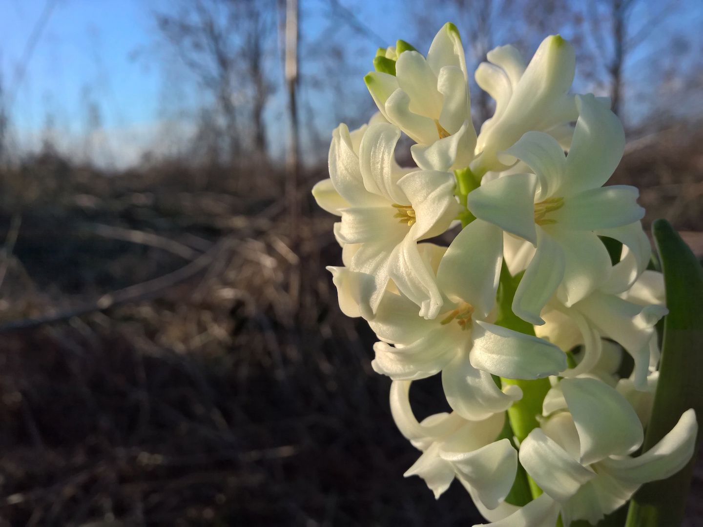 Lumia 930 - test fotograficzny 29