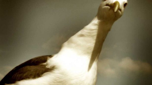 Zwierzęta uwielbiają miniaturowe kamery [wideo] 1