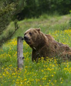 Myśliwy zastrzelił niedźwiedzicę podczas polowania. Wcześniej zwierzę go ugryzło