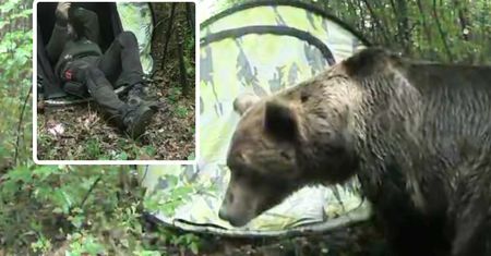 Niedźwiedź podszedł do namiotu w Bieszczadach. Internauci reagują