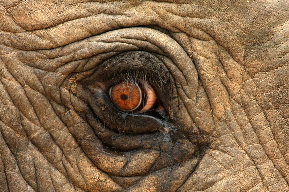 "Słonia trzeba najpierw złamać". Horror zwierząt "pracujących" jako turystyczne atrakcje