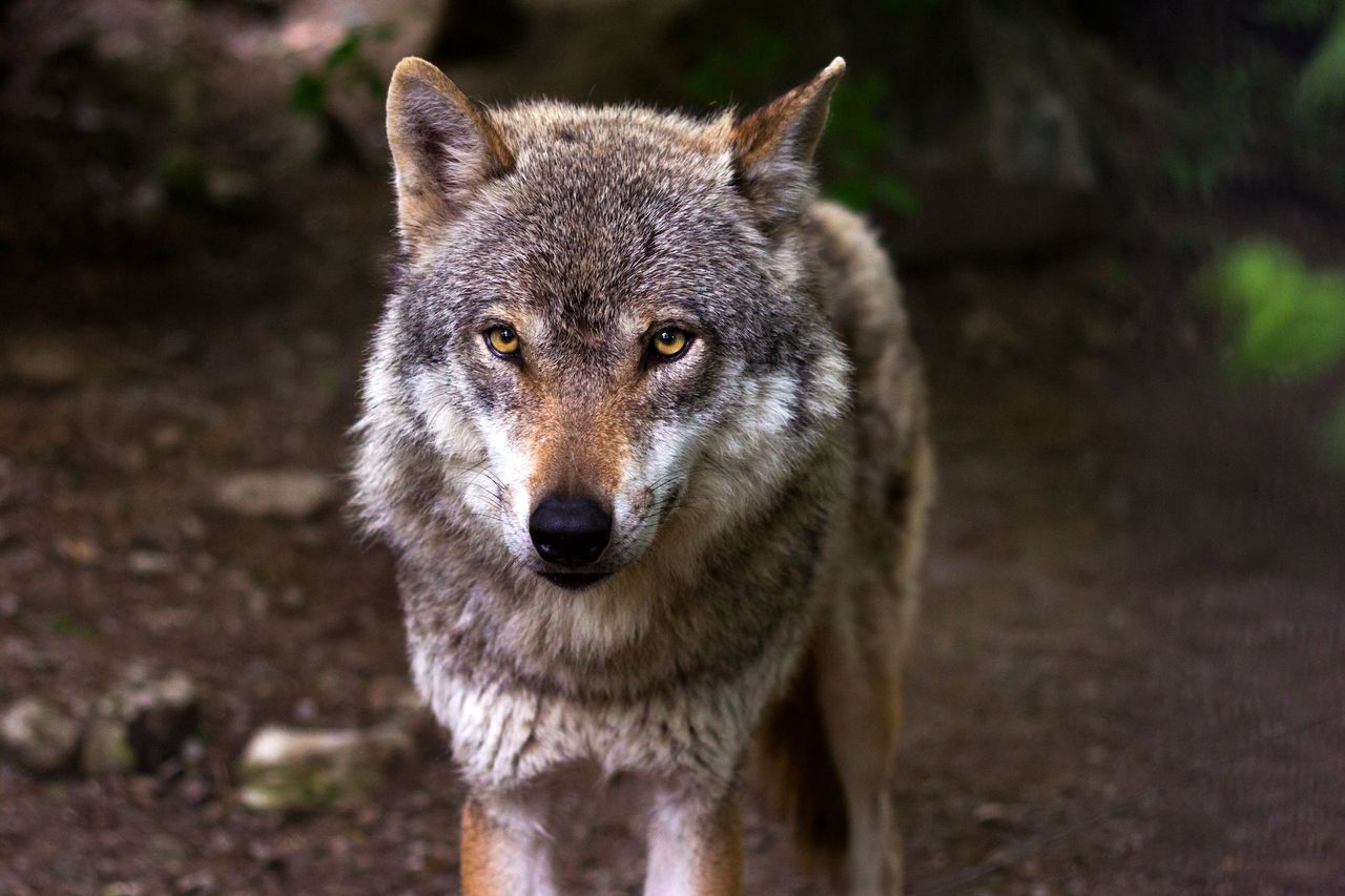 Kamery terenowe pokazują ciekawe zachowania wilków i innych drapieżników. Niektóre są zaskakujące