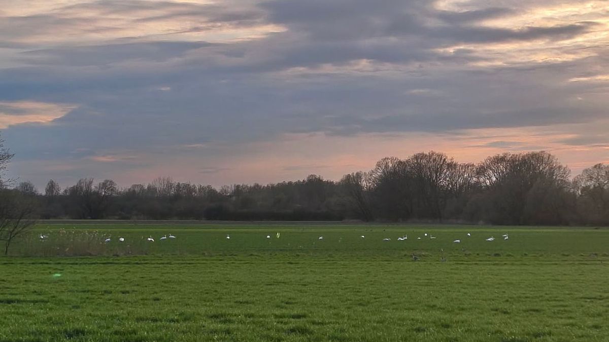 Nagle pojawiły się na polu. Dziesiątki ptaków w jednym miejscu