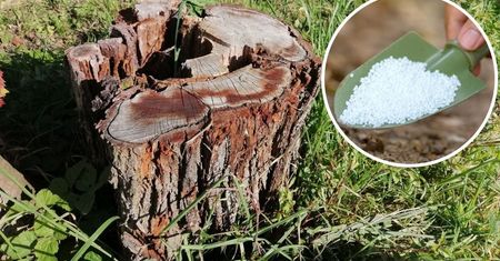 Jak usunąć pień po ściętym drzewie? Prosty trik, bez wykopywania