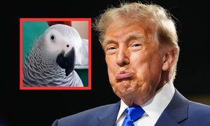Papuga wyzywa Trumpa. Reaguje, gdy widzi prezydenta USA w telewizji
