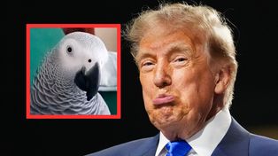 Papuga wyzywa Trumpa. Reaguje, gdy widzi prezydenta USA w telewizji